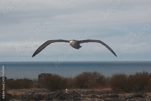 Albatross