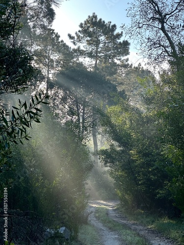 Obraz na płótnie Misty morning sunlight shining through the trees in the forest near Viana do Castelo, Portugal, January 2024 w salonie