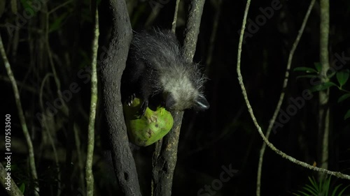 Aye-aye, Daubentonia madagascariensis, night animal in Madagascar. Aye-aye nocturnal lemur monkey in the nature habitat, coast forest in Madagascar, widllife nature. Rare endemic