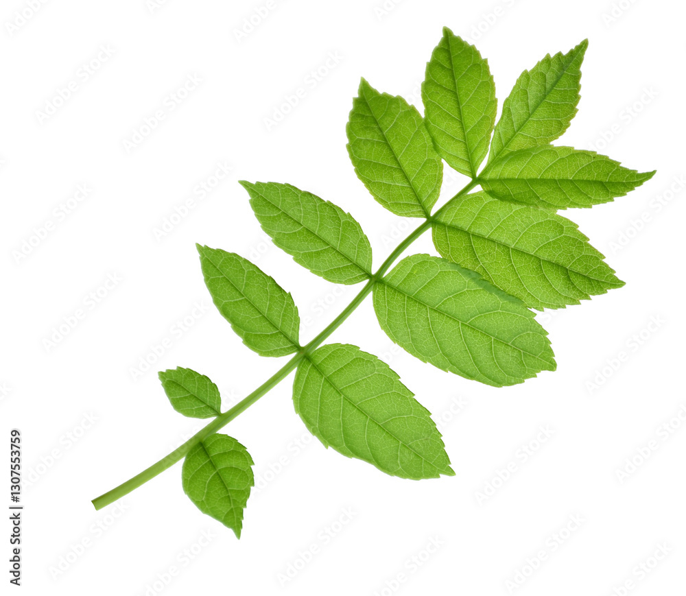 green leaf of elderberry. Isolated on transparent, png. Spring. Nature. Medicinal plants. green leaf of elderberry. Isolated on transparent, png. Spring. Nature. Medicinal plants.