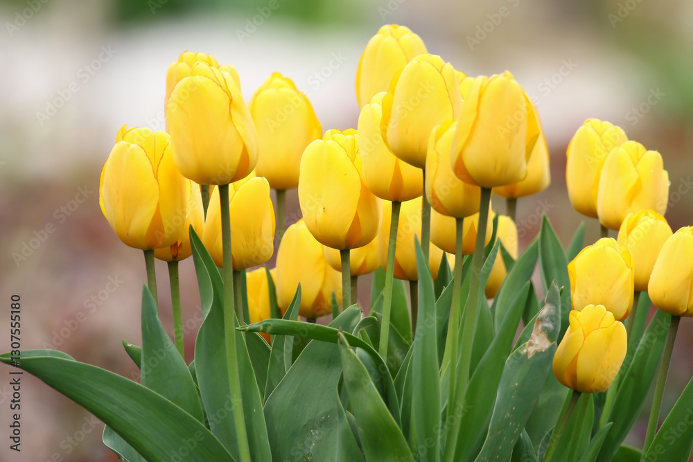 Obraz premium Yellow Wild Tulips Close Up in the Spring Park