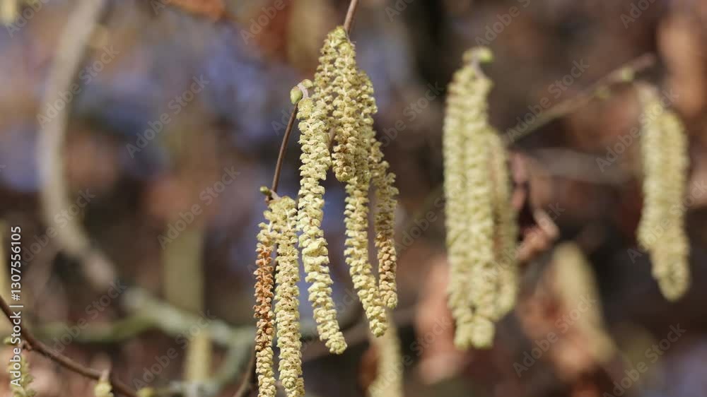 Signs of spring: hazel catkins on a sunny day. Signs of spring: hazel catkins on a sunny day.