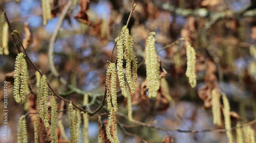 Signs of spring: hazel catkins on a sunny day. Signs of spring: hazel catkins on a sunny day.