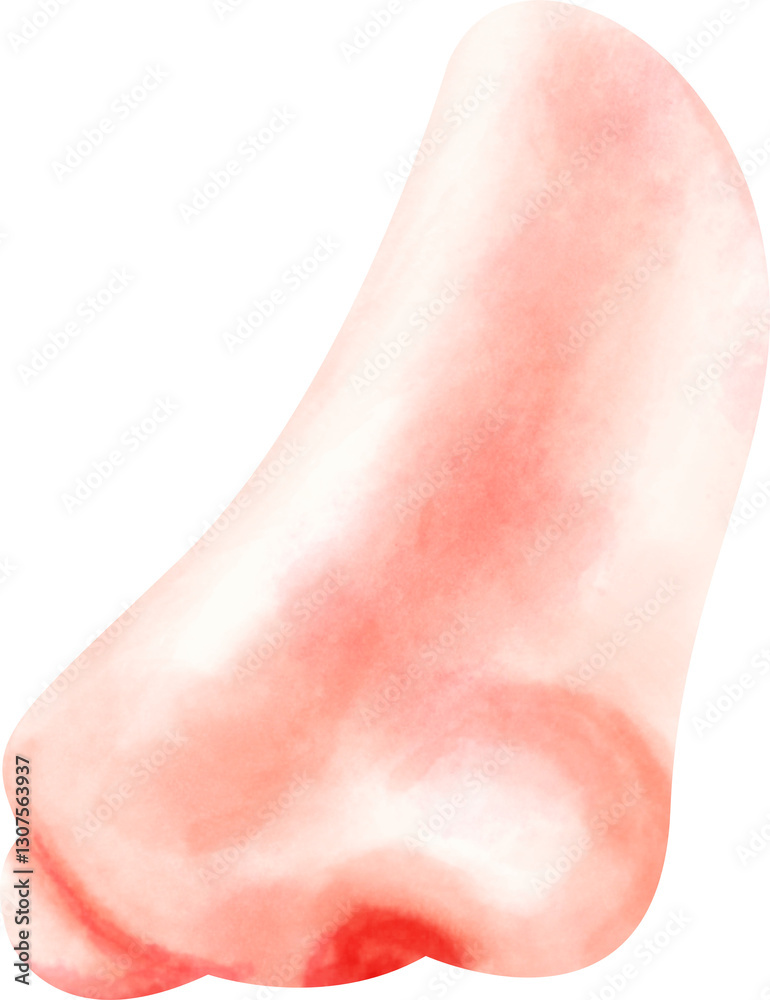 Fototapeta premium watercolor nose