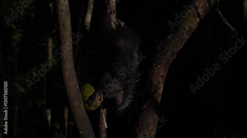 Aye-aye, Daubentonia madagascariensis, night animal in Madagascar. Aye-aye nocturnal lemur monkey in the nature habitat, coast forest in Madagascar, widllife nature. Rare endemic