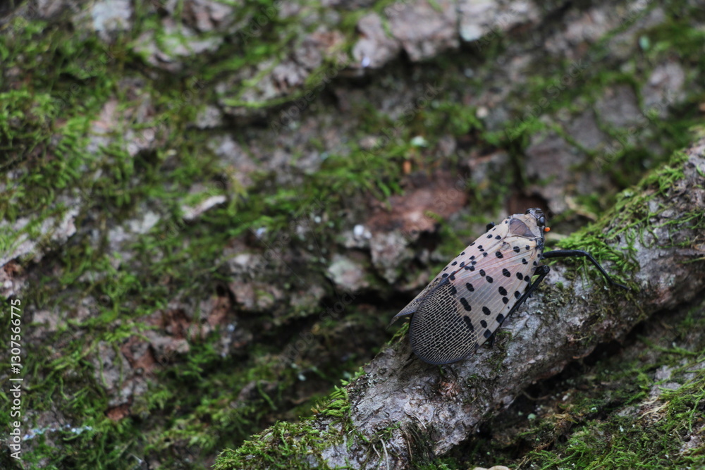 Fototapeta premium spotted lantern-fly in the forest
