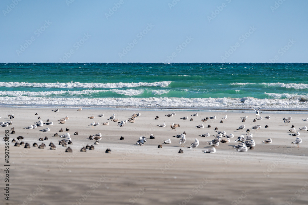 Seagulls resting on the beach with ocean waves crashing in the background Seagulls resting on the beach with ocean waves crashing in the background