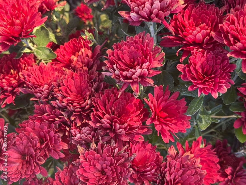 red dahlia flower red dahlia flower