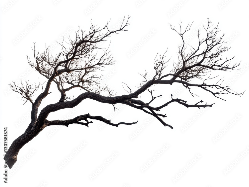 Obraz premium stark, bare tree branch with intricate, twisted limbs against white background evokes sense of solitude and resilience
