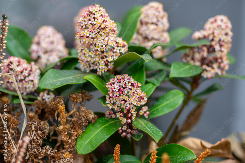 Skimmia japonica rubella japanese flowers in bloom, beautiful ornamental early spring ping white flowering shrub