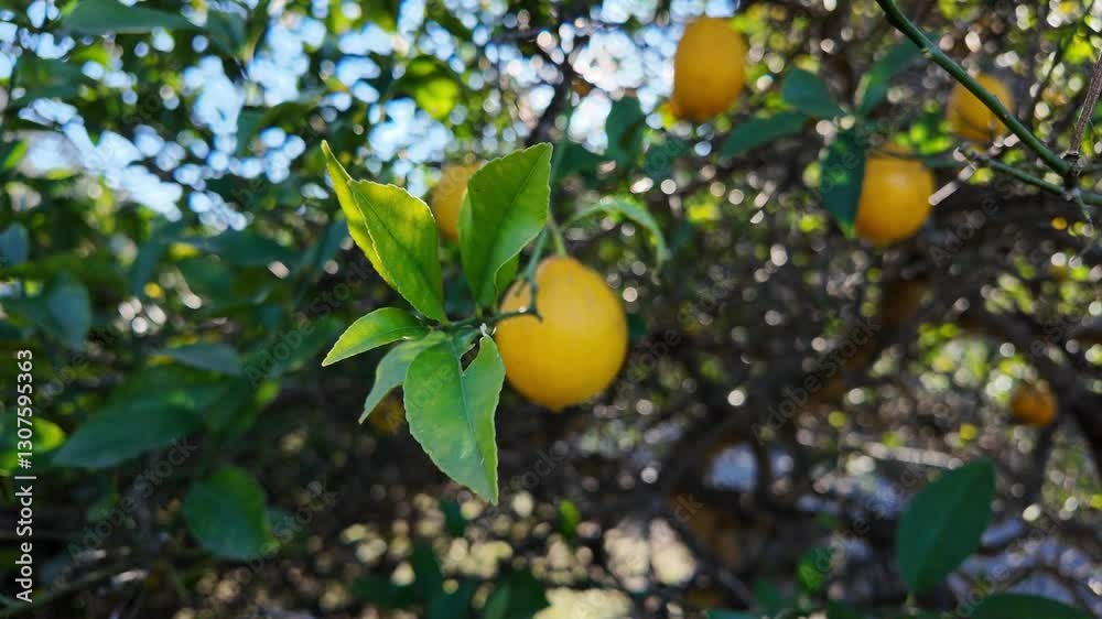 Citrus Tree Laden with Ripe Lemons and Glossy Green Leaves, Blurred Natural Background, Fresh Orchard Scene. Citrus Tree Laden with Ripe Lemons and Glossy Green Leaves, Blurred Natural Background, Fresh Orchard Scene.