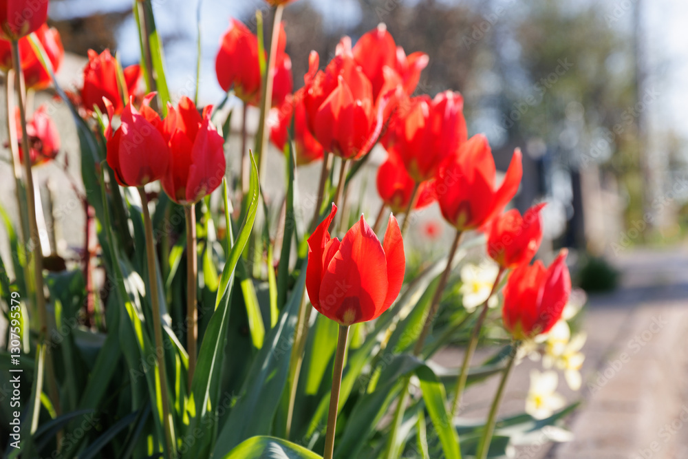 Obraz premium White red early spring blooming flowers of Tulips or Tulipa in the garden or landscape architecture design