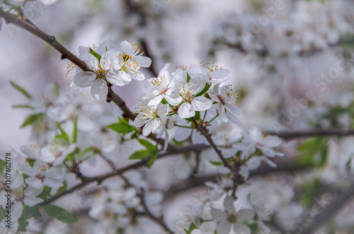 Spring blossoming of wild cherry plum in the city park.