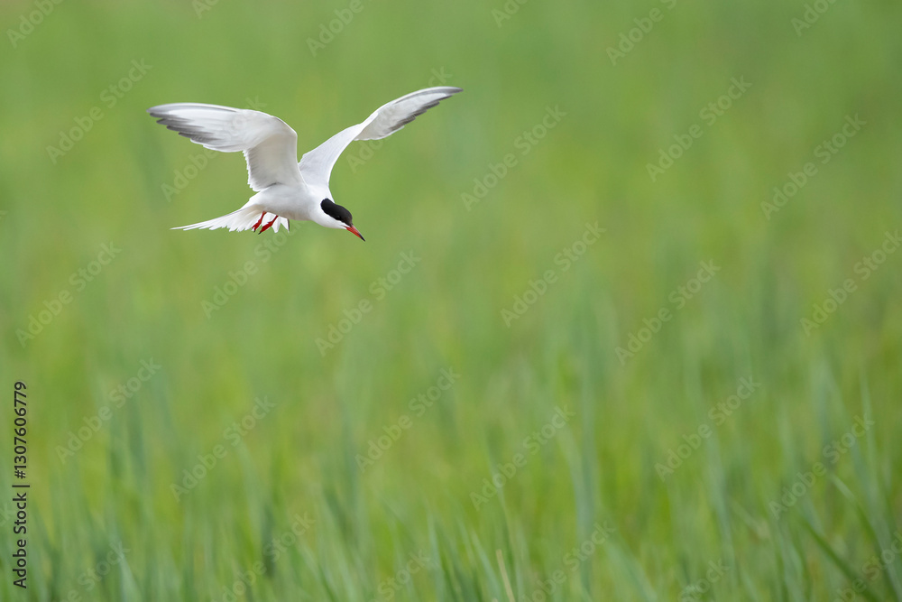 Adult common tern (sterna hirundo) hovering above a wetland Adult common tern (sterna hirundo) hovering above a wetland
