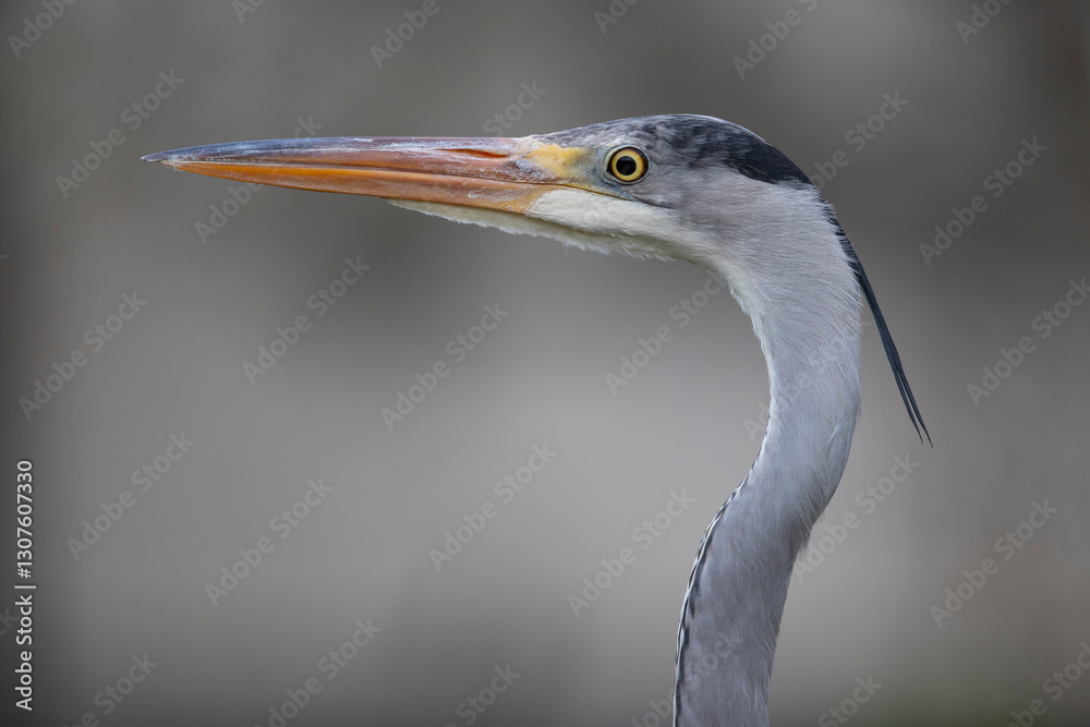 Portrait of an adult grey heron (ardea cinerea) Portrait of an adult grey heron (ardea cinerea)