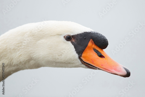 Fototapeta Naklejka Na Ścianę i Meble -  Portrait of an adult male mute swan (cygnus olor)