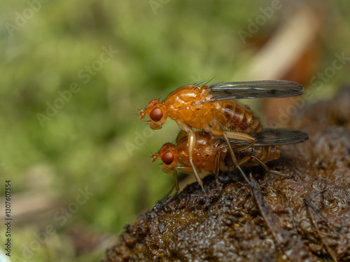 P5130114 flies mating (Dryomyza anilis), Deas Island, cECP 2024