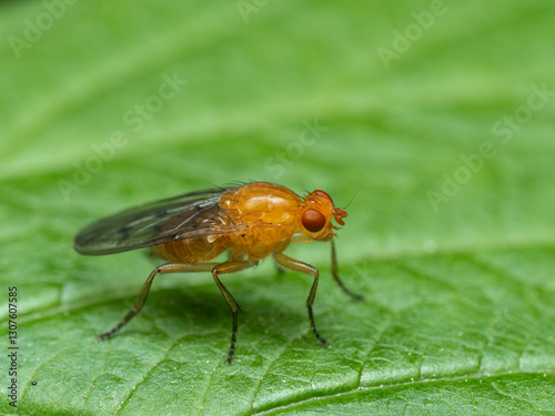 P5130189 brightly colored fly, Dryomyza anilis, Deas Island, cECP 2024