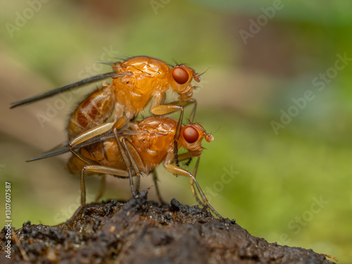 P5130337 pair of colorful flies mating, Dryomyza anilis, Deas Island, cECP 2024