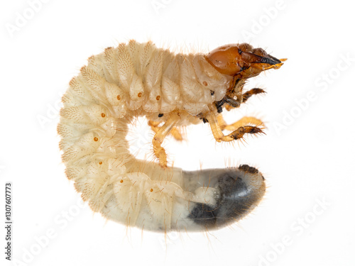 P3030012 European chafer beetle grub, Amphimallon majale, isolated, cECP 2025