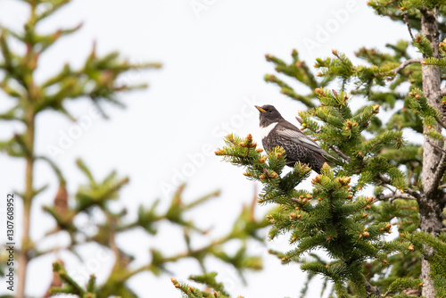 Male Ring Ouzle (Turdus torquatus alpestris) prching in a spruce photo