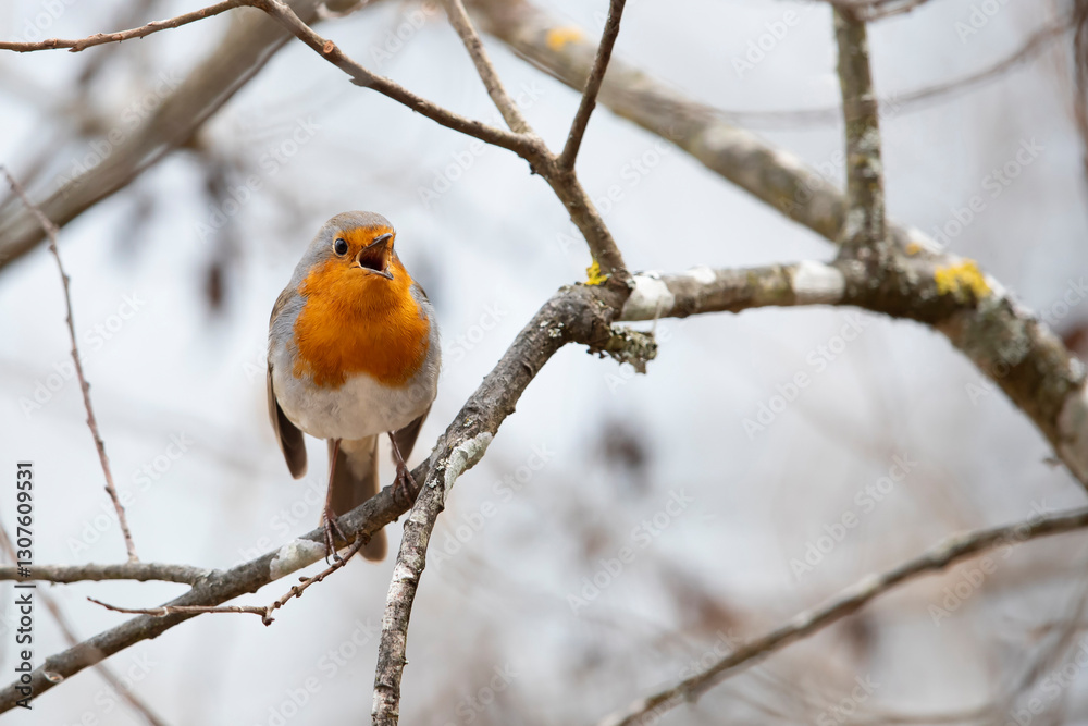 Singing european robin (erithacus rubecula) in early spring time Singing european robin (erithacus rubecula) in early spring time