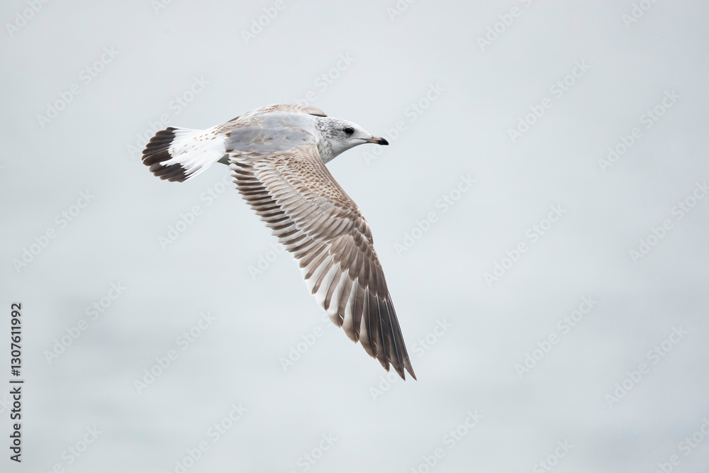 first winter common gull (larus canus) at ammersee in bavaria, germany first winter common gull (larus canus) at ammersee in bavaria, germany