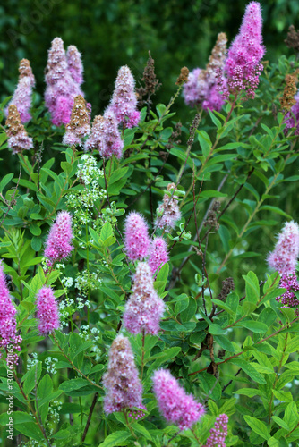 Spiraea salicifolia is blooming in the garden photo