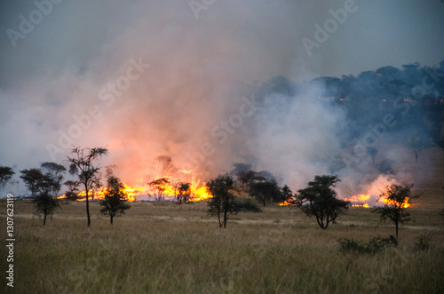 feu de brousse dans la savane africaine 