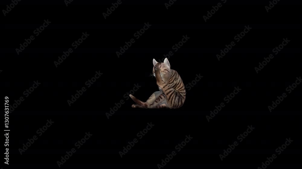 cat cleaning 3D Video Animation