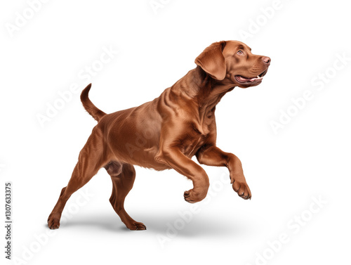 Happy Dog Jumping isolated on Transparent Background