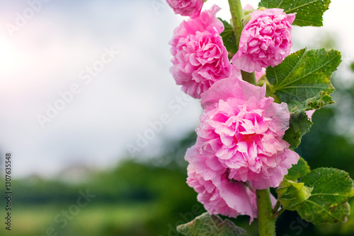 Summer day in the garden: close-up of pink hollyhock (Alcea rosea) with double petals