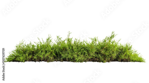 Lush green moss growth natural habitat nature outdoor setting close-up view botanical beauty photo