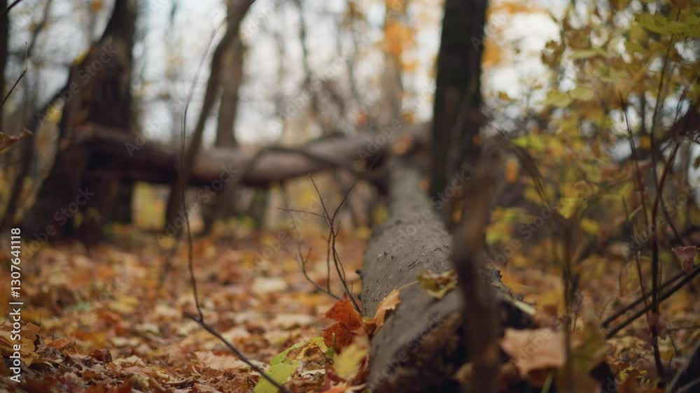 Serene autumn forest scene featuring fallen trees lying across a natural woodland path, surrounded by tall trees with golden leaves, dry foliage covers the ground Serene autumn forest scene featuring fallen trees lying across a natural woodland path, surrounded by tall trees with golden leaves, dry foliage covers the ground
