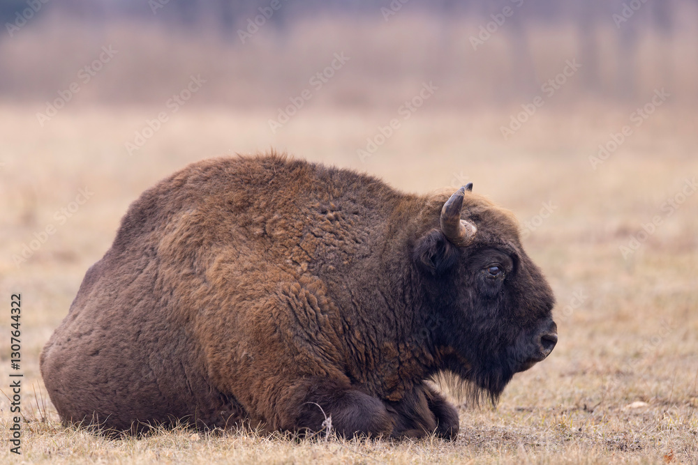 Fototapeta premium Żubr europejski (Bos bonasus)