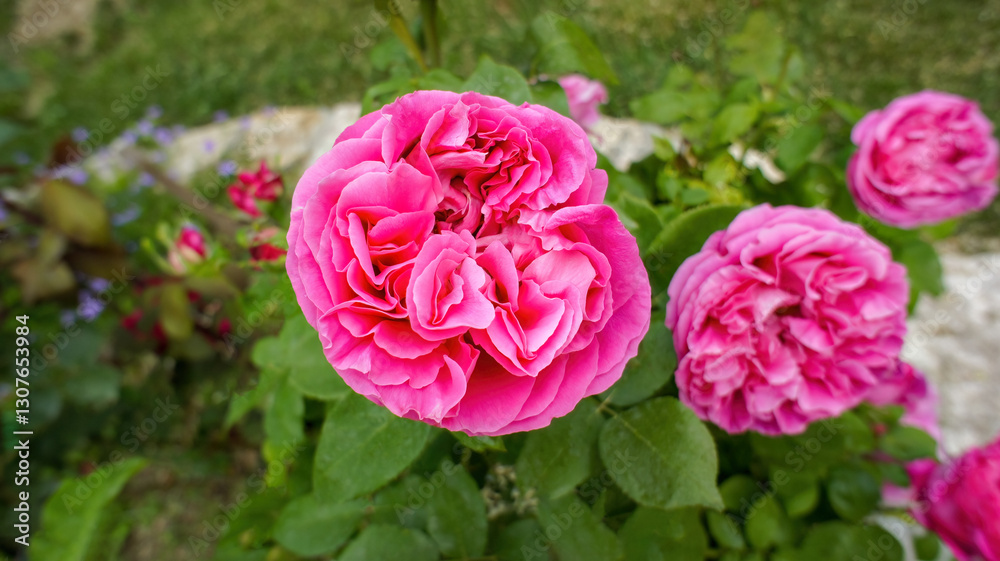 Yellow pink white roses Rosa banksiae or Lady Bankflowers for the celebration use, in the garden or landscape architecture design Yellow pink white roses Rosa banksiae or Lady Bankflowers for the celebration use, in the garden or landscape architecture design
