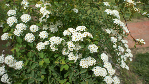 White flowers of Spiraea nipponica or spirea chamaedryfolia or meadowsweets or steeplebushes, shrubs in the family Rosaceae, in the garden or landscape architecture design photo