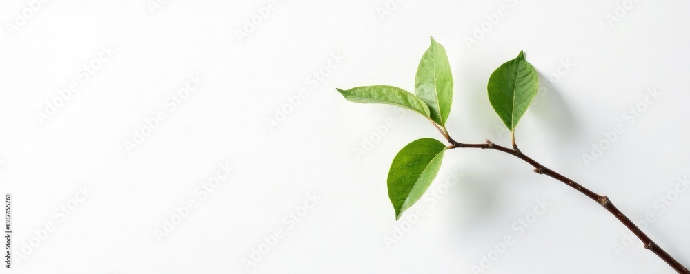 Fototapeta premium Single branch against white background with texture, minimalist, single