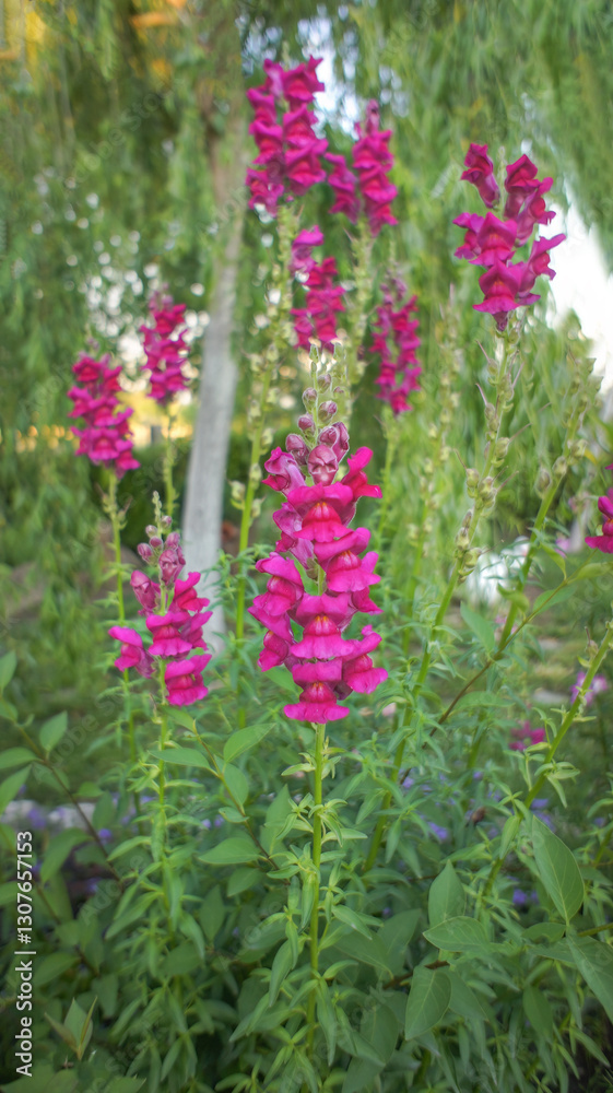 Obraz premium Antirrhinum australe or dragon flowers or snapdragons in the garden or landscape architecture design