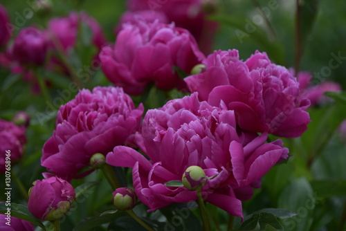 pink peony in the garden