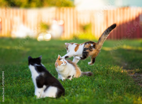 cute cats and kitten playing in summer garden in village on green grass