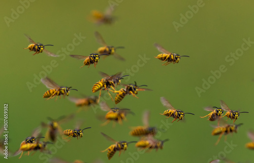 swarm of dangerous insects wasps flying in summer garden on green background