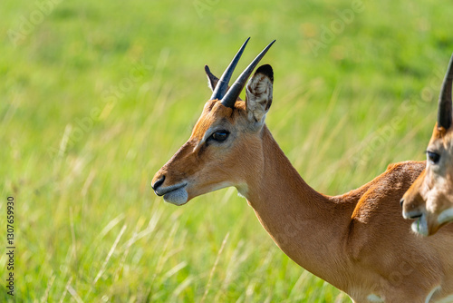 Portrait of a young impala in the vibrant African grasslands of the Maasai Mara, Kenya.