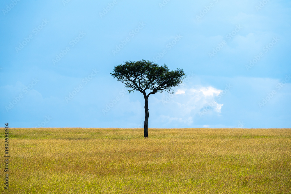 Obraz premium Lone acacia tree standing in the vast savanna of the Maasai Mara in Kenya.
