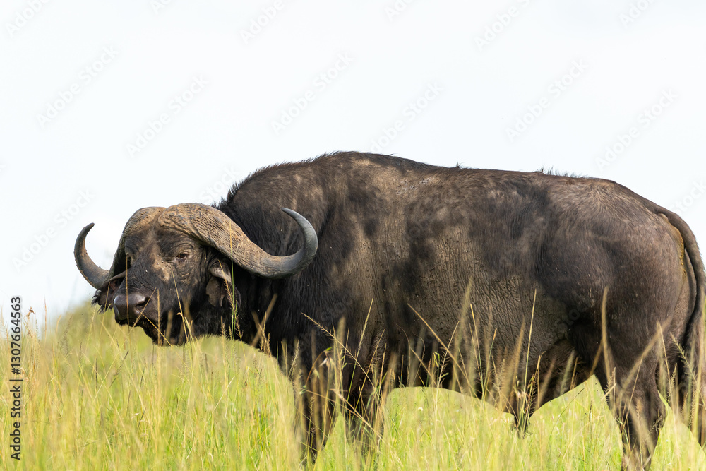 Naklejka premium Close-up of a large African Cape Buffalo in the Maasai Mara, Kenya