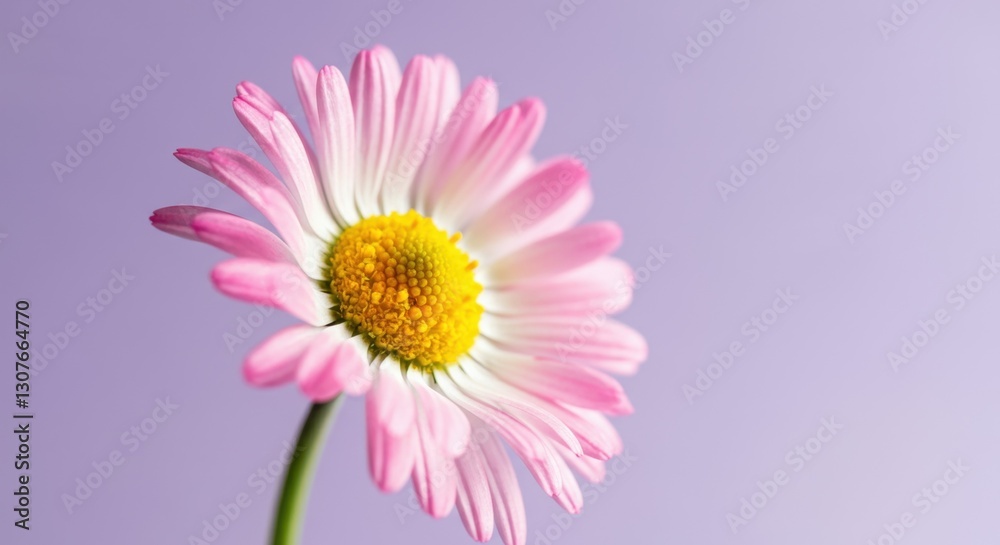 Close-up of pink daisy with yellow center on purple background Close-up of pink daisy with yellow center on purple background
