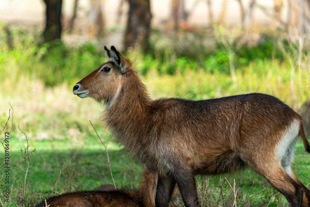 Fototapeta premium Close up of a Waterbuck along the shores of Lake Naivasha on Crescent Island. 