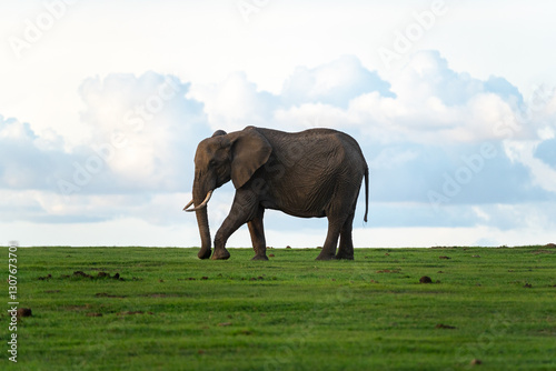 Large African Elephant Walking on the grasslands of Ol Pejeta Conservancy, Kenya during sunset. 