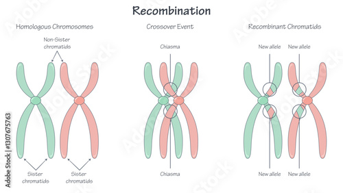 Chromosomal recombination educational illustration graphic