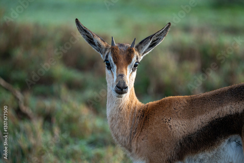Close-up of a wild Thomson's gazelle looking directly at the camera in Kenya.